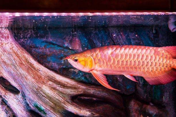 紅辣椒龍魚和金龍魚哪個更貴（紅辣椒龍魚和金龍魚哪個更貴，這個問題并沒有一個絕對的答案）