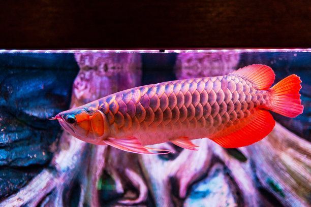 紅辣椒龍魚和金龍魚哪個更貴（紅辣椒龍魚和金龍魚哪個更貴，這個問題并沒有一個絕對的答案）
