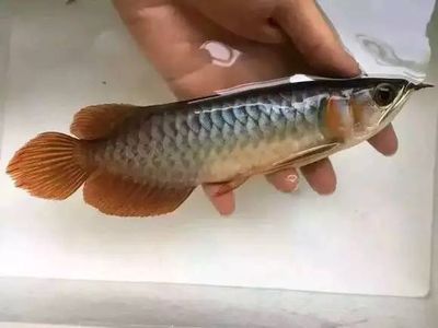 龍魚喂小鯽魚好嗎怎么喂的：龍魚可以喂食小鯽魚嗎