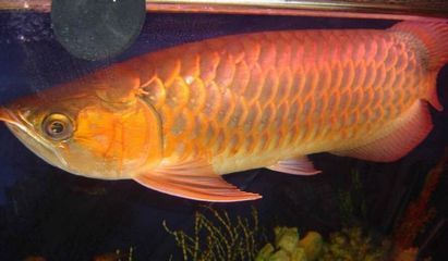過背金龍魚能長多長（過背金龍魚養多久）