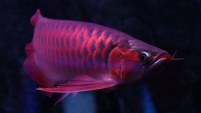 紅龍魚多久能長到60公分（紅龍魚的生長速度一般是多少？）