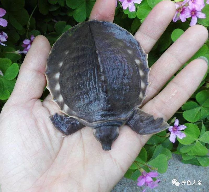 金龍魚豬鼻龜虎魚可以混養嗎圖片 金龍魚豬鼻龜虎魚可以混養嗎圖片 龍魚百科 第5張