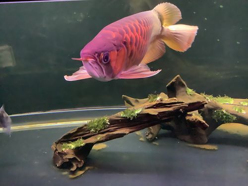 金龍魚豬鼻龜虎魚可以混養嗎圖片 金龍魚豬鼻龜虎魚可以混養嗎圖片 龍魚百科 第11張