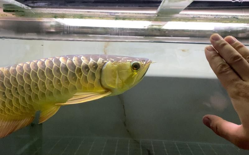 金龍魚豬鼻龜虎魚可以混養嗎圖片 金龍魚豬鼻龜虎魚可以混養嗎圖片 龍魚百科 第24張