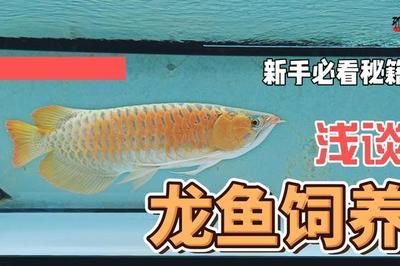 冬季龍魚最適合的飼養溫度：冬季龍魚最適合的飼養溫度是28℃