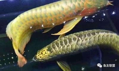 龍魚抱卵的處理方法（龍魚抱卵不及時處理，可能會導致龍魚因內部壓力過大而死亡）