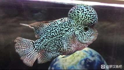 龍魚抱卵的處理方法（龍魚抱卵不及時處理，可能會導致龍魚因內部壓力過大而死亡）