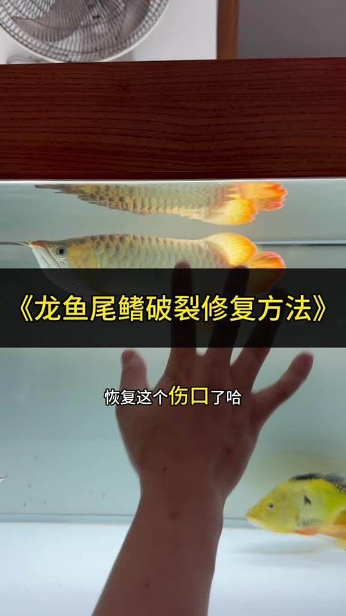 龍魚爛尾爛嘴怎么治療方法圖片