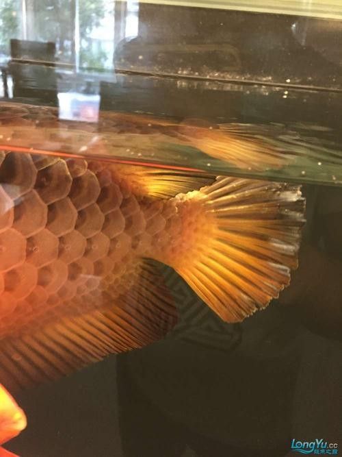 龍魚爛尾爛嘴怎么治療方法圖片