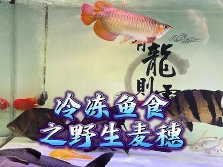 怎么預防銀龍魚掉眼睛