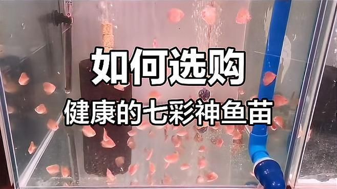 如何判斷魚苗是否健康？