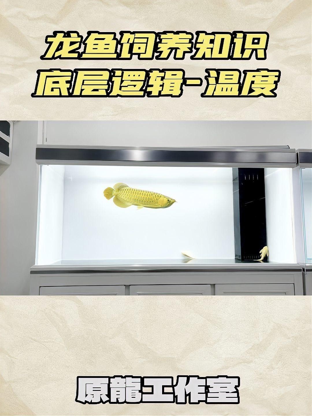 龍魚的水溫控制在多少度最佳？