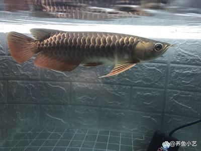 如何調(diào)整龍魚的狀態(tài)：怎樣調(diào)整龍魚的狀態(tài)