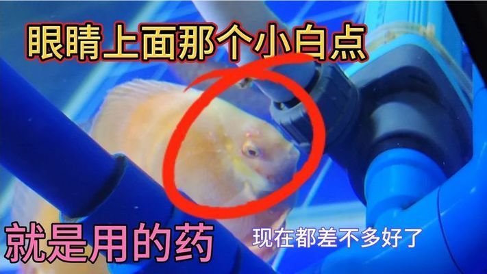 甲硝唑治療龍魚頭洞病：甲硝唑可以治療龍魚頭洞病嗎