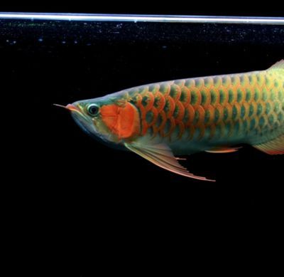 龍魚燈光位置示意圖高清大圖：揭陽龍魚燈光位置示意圖駕駛員考試網龍魚燈光位置示意圖