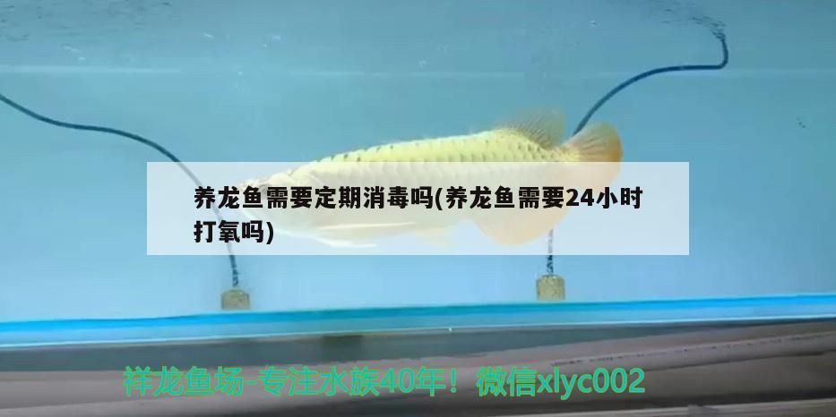 養龍魚需要定期消毒嗎(養龍魚需要24小時打氧嗎)