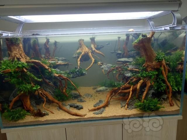 紅龍魚適合多大魚缸（紅龍魚的魚缸尺寸）