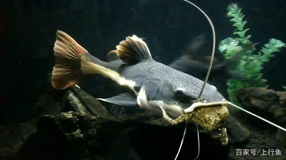 貓魚共養(yǎng)有哪些禁忌？