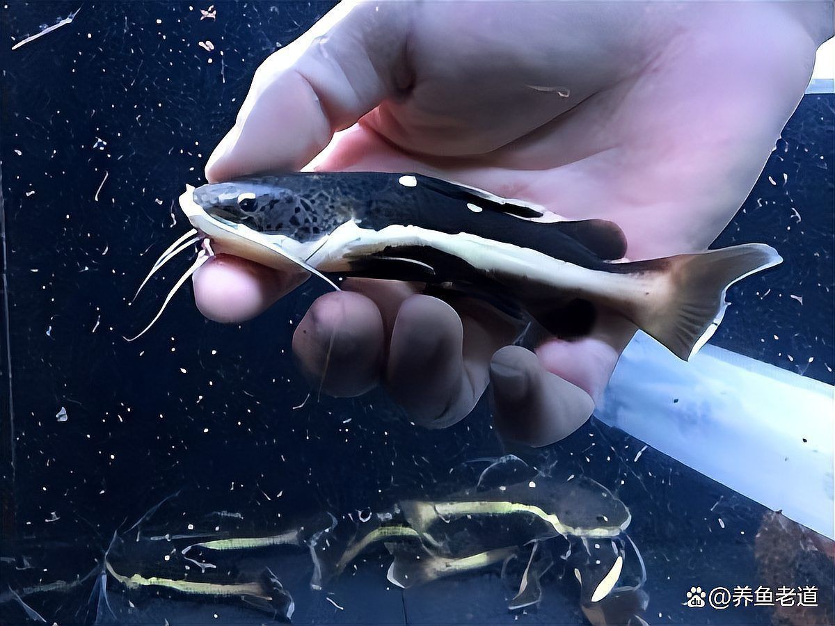 貓魚共養(yǎng)有哪些禁忌？