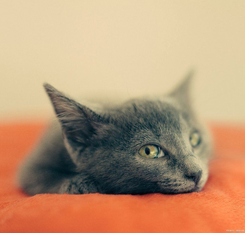 貓魚共養(yǎng)有哪些禁忌？