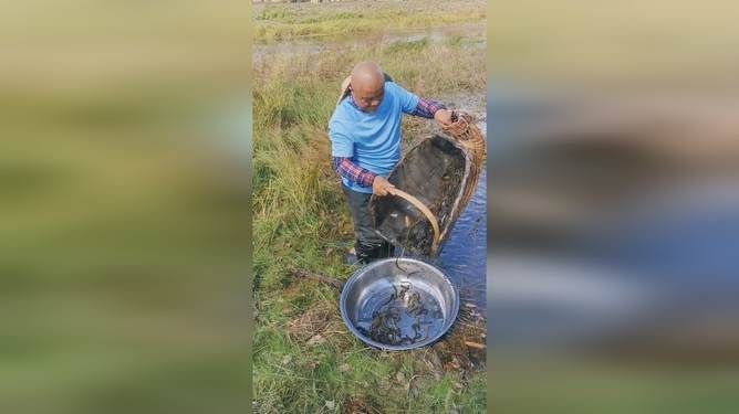 喂龍魚泥鰍的處理方法主要有以下幾個步驟：喂龍魚泥鰍怎么處理：喂龍魚泥鰍的處理方法