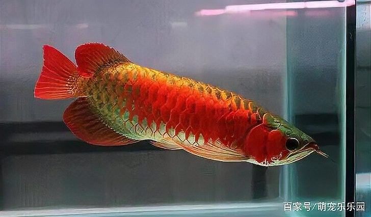 龍魚繁殖難度大嗎？