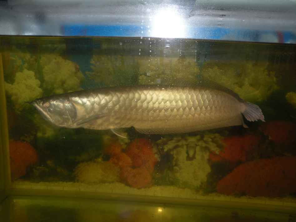 50cm的銀龍魚能賣多少錢一條呢（50cm的銀龍魚價格在150~250元之間大概多少錢一條）