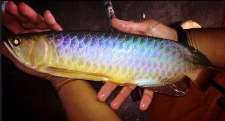 賣龍魚的網(wǎng)站有哪些平臺推薦，賣龍魚的平臺有哪些？