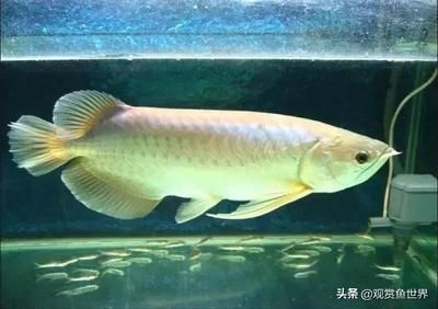 龍魚側游的徹底解決方案（如何解決龍魚側游的問題）