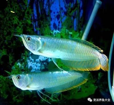 龍魚側游的徹底解決方案（如何解決龍魚側游的問題）