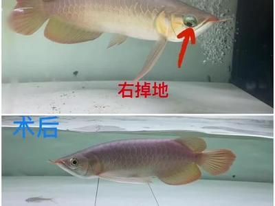 龍魚側游的徹底解決方案（如何解決龍魚側游的問題）