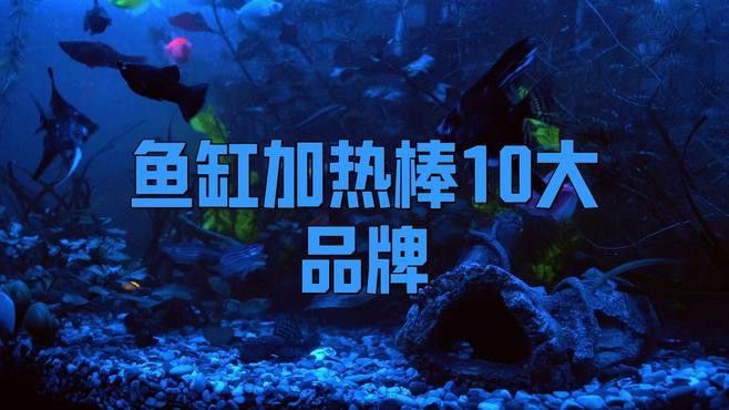 哪種品牌的加熱棒適合養龍魚？