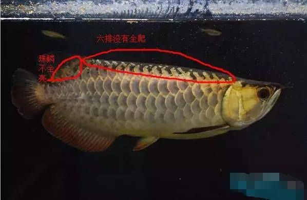 龍魚主鰭骨是指哪個部位（龍魚主鰭骨是指哪個部位探討龍魚主鰭骨是指哪個部位）