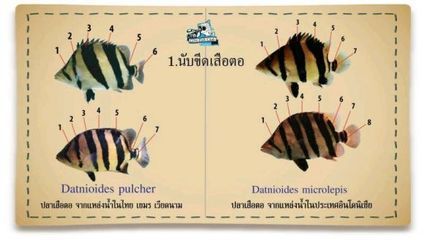 龍魚主鰭骨是指哪個部位（龍魚主鰭骨是指哪個部位探討龍魚主鰭骨是指哪個部位）