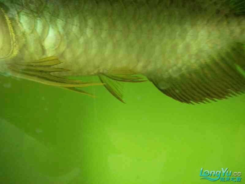金頭過背金龍魚魚苗多少錢一條：根據搜索結果，金頭過背金龍魚魚苗的價格