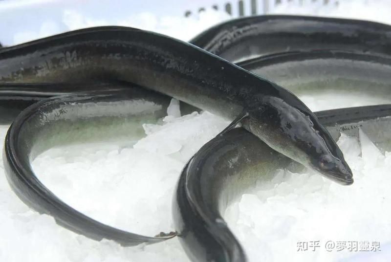 鰻魚為什么不讀第四聲