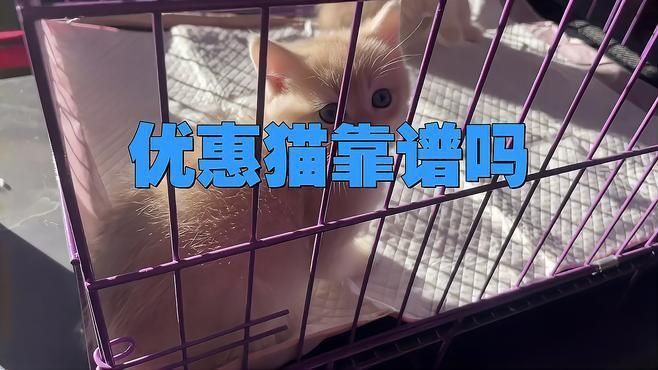 買小貓1元一只