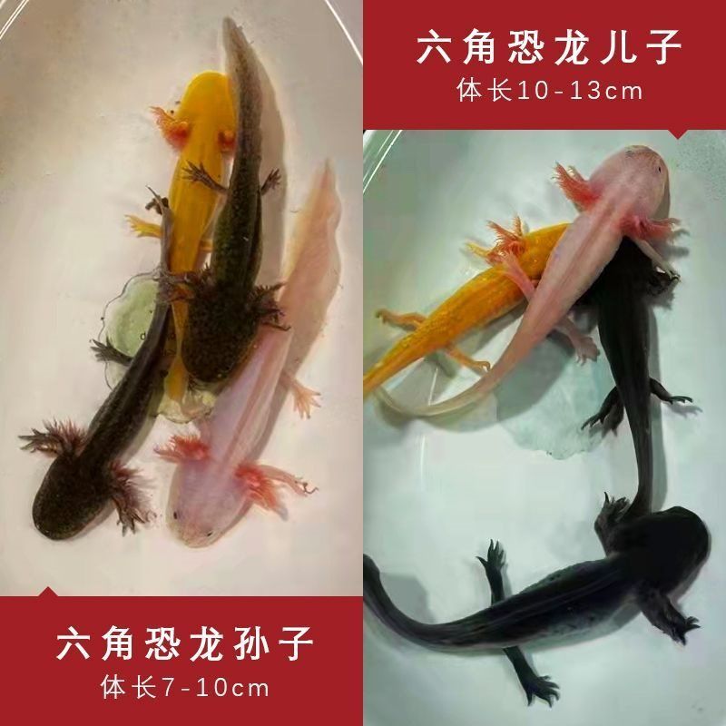 六角恐龍魚喂活魚：六角恐龍魚以活魚為食，飼養者需要注意避免過度擁擠