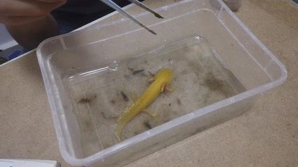 六角恐龍魚喂活魚：六角恐龍魚以活魚為食，飼養者需要注意避免過度擁擠