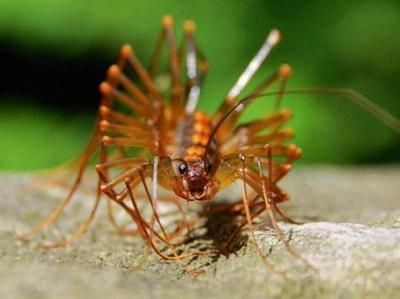 喂龍魚的蟲子是什么蟲：喂龍魚的蟲子是什么蟲子喂養(yǎng)注意事項(xiàng)