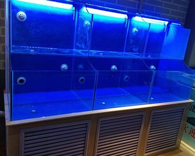 水族館加盟找祥龍魚場多少錢：加盟祥龍魚場水族館加盟費用 水族館加盟找祥龍魚場多少錢：加盟祥龍魚場水族館加盟費用 龍魚百科 第1張