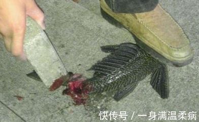 龍魚把清道夫吃了會死嗎【龍魚吃清道夫會死嗎？】
