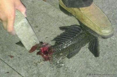 龍魚把清道夫吃了會死嗎【龍魚吃清道夫會死嗎？】
