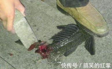 龍魚把清道夫吃了會死嗎【龍魚吃清道夫會死嗎？】
