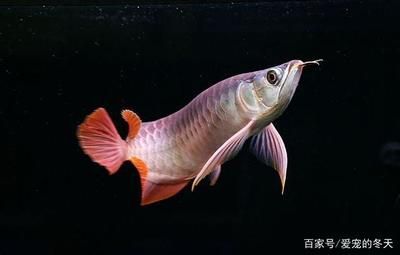 龍魚33度水溫熱帶魚會死嗎【龍魚在33度的水溫下生長會怎么樣？】