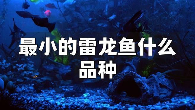 體型小的龍魚有哪些品種的
