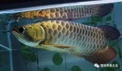 龍魚必須喂活食嗎為什么呢：龍魚可以喂活食嗎