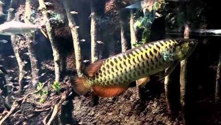 龍魚缸造景視頻大全圖片，龍魚缸造景視頻大全