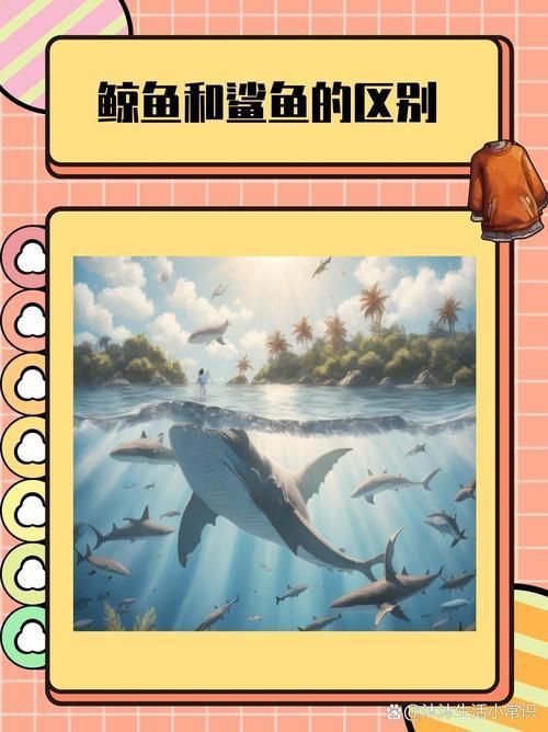 鯨魚鯊魚區別圖片對比