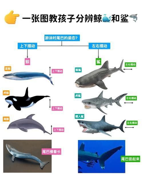 鯨魚鯊魚區別圖片對比